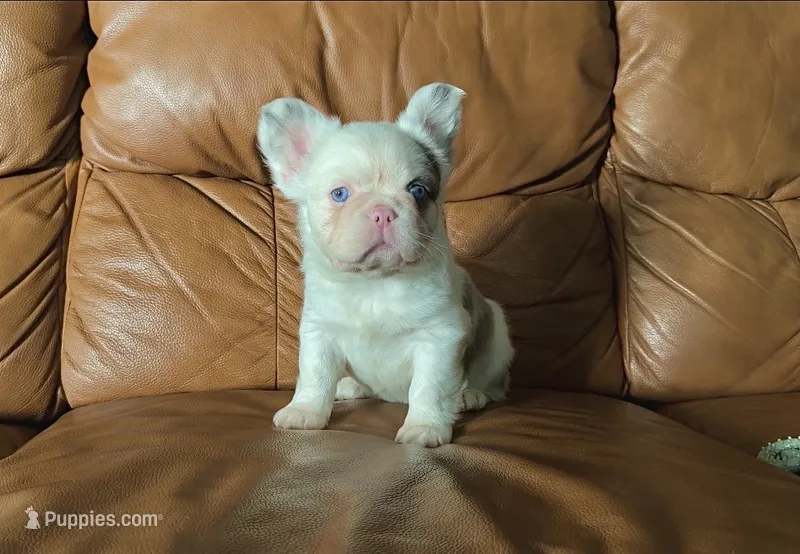 Fluffy merle koi boy – French Bulldog puppy for sale in Spokane, WA
