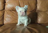 Fluffy merle koi boy, a female French Bulldog for sale in Spokane, WA – 1 of 5