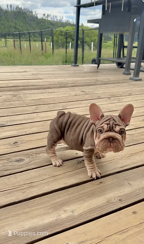 Velvet Bigrope pink n fluffy – French Bulldog puppy for sale in Spokane, WA