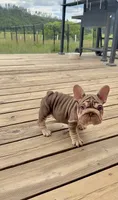 Velvet Bigrope pink n fluffy, a male French Bulldog for sale in Spokane, WA – 1 of 10