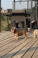 Rosey, a female French Bulldog for sale in Spokane, WA – 2 of 3
