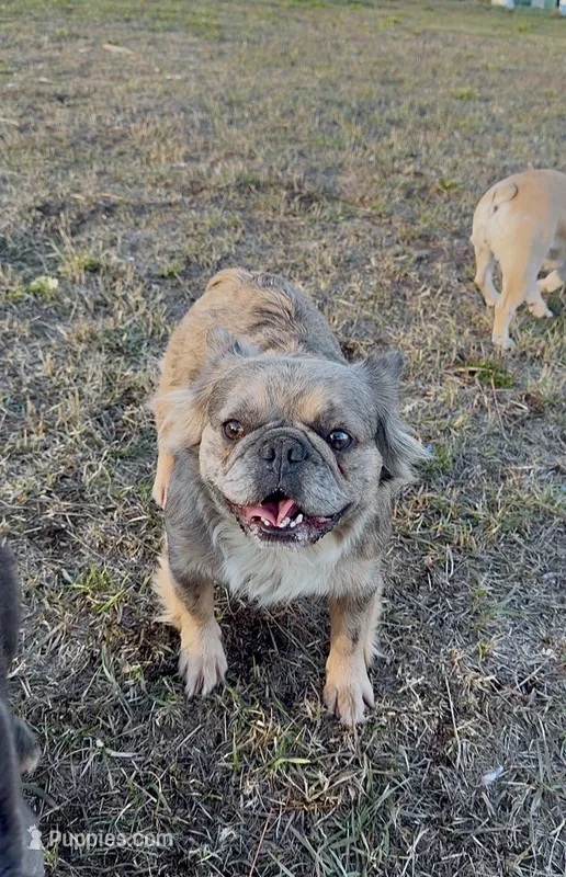 Fancy retired adult – French Bulldog puppy for sale in Spokane, WA