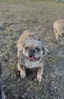 Fancy retired adult, a female French Bulldog for sale in Spokane, WA – 1 of 5