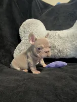 Isabella tan velvet bigrope pink male, a male French Bulldog for sale in Spokane, WA – Photo 5 of 7