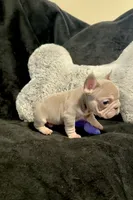 Isabella tan velvet bigrope pink male, a male French Bulldog for sale in Spokane, WA – Photo 4 of 7