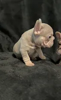 Isabella tan velvet bigrope pink male, a male French Bulldog for sale in Spokane, WA – Photo 7 of 7