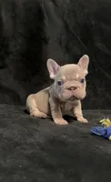Isabella tan velvet bigrope pink male, a male French Bulldog for sale in Spokane, WA – Photo 2 of 7