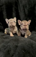 Isabella tan velvet bigrope pink male, a male French Bulldog for sale in Spokane, WA – Photo 6 of 7