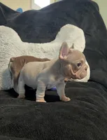 Isabella tan velvet bigrope pink male, a male French Bulldog for sale in Spokane, WA – Photo 3 of 7