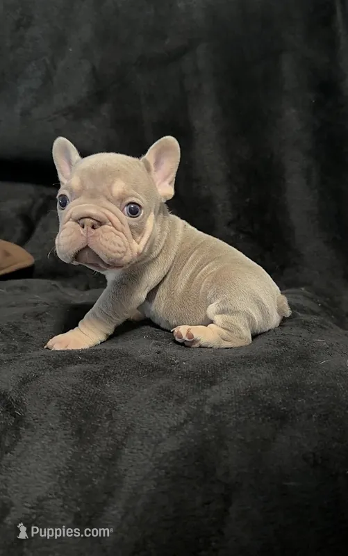 Isabella tan velvet bigrope pink male – French Bulldog puppy for sale in Spokane, WA