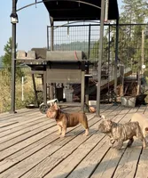 Rosey, a female French Bulldog for sale in Spokane, WA – 3 of 3