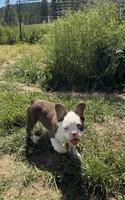 Rojo panda, a male French Bulldog for sale in Spokane, WA – 3 of 3