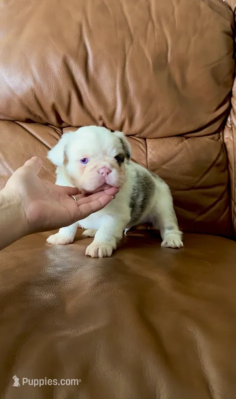 Fluffy koi merle  – French Bulldog puppy for sale in Spokane, WA