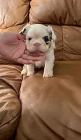 Fluffy Koi Female, a female French Bulldog for sale in Spokane, WA – 6 of 8