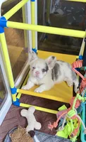 Lilac Koi Boy, a male French Bulldog for sale in Spokane, WA – 4 of 4