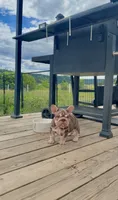 Velvet Bigrope pink n fluffy, a male French Bulldog for sale in Spokane, WA – 10 of 10