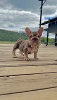 Velvet Bigrope pink n fluffy, a male French Bulldog for sale in Spokane, WA – 3 of 10