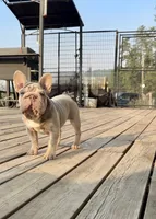 Moxie, a female French Bulldog for sale in Spokane, WA – 3 of 4