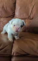 Fluffy koi merle , a male French Bulldog for sale in Spokane, WA – 2 of 6