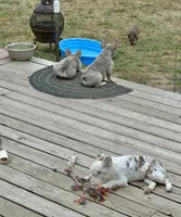 Mosie, a female French Bulldog for sale in Spokane, WA – 5 of 6