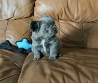 Blue Fluffy, a female French Bulldog for sale in Spokane, WA – 2 of 4