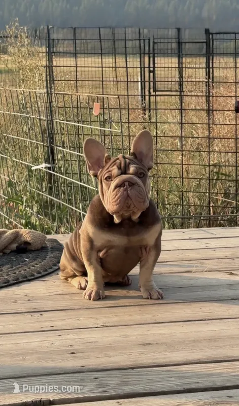 Rosey – French Bulldog puppy for sale in Spokane, WA