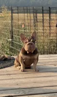Rosey, a female French Bulldog for sale in Spokane, WA – 1 of 3