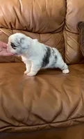 Fluffy Koi Female, a female French Bulldog for sale in Spokane, WA – 4 of 8