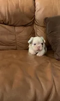 Fluffy Koi Female, a female French Bulldog for sale in Spokane, WA – 7 of 8