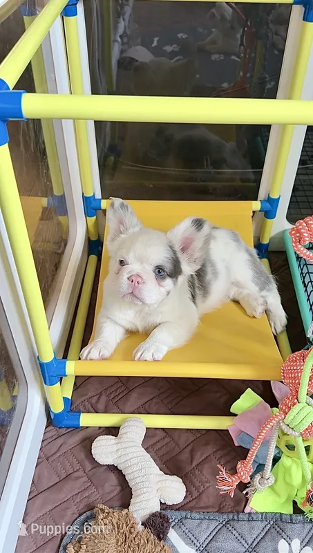 Lilac Koi Boy – French Bulldog puppy for sale in Spokane, WA