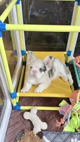 Lilac Koi Boy, a male French Bulldog for sale in Spokane, WA – 1 of 4