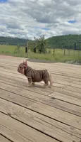 Velvet Bigrope pink n fluffy, a male French Bulldog for sale in Spokane, WA – 5 of 10