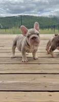 Isabella Tan with pink, fluffy, a male French Bulldog for sale in Spokane, WA – 9 of 9