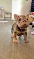 Rojo tan velvet bigrope pink girl, a female French Bulldog for sale in Spokane, WA – Photo 4 of 8