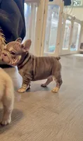 Rojo tan velvet bigrope pink girl, a female French Bulldog for sale in Spokane, WA – Photo 2 of 8