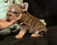 Rojo tan velvet bigrope pink girl, a female French Bulldog for sale in Spokane, WA – Photo 7 of 8