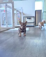 Rojo tan velvet bigrope pink girl, a female French Bulldog for sale in Spokane, WA – Photo 3 of 8