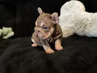 Rojo tan velvet bigrope pink girl, a female French Bulldog for sale in Spokane, WA – Photo 8 of 8