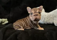 Rojo tan velvet bigrope pink girl, a female French Bulldog for sale in Spokane, WA – Photo 6 of 8