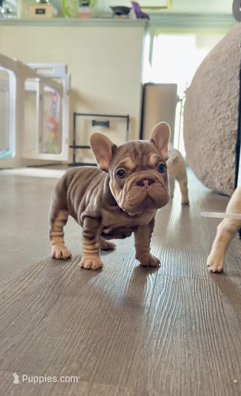Rojo tan velvet bigrope pink girl, a female French Bulldog for sale in Spokane, WA – Photo 1 of 8
