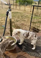 Mosie, a female French Bulldog for sale in Spokane, WA – 2 of 6