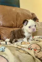 Rojo tan fluffy panda boy, a male French Bulldog for sale in Spokane, WA – Photo 6 of 7