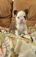 Rojo tan fluffy panda boy, a male French Bulldog for sale in Spokane, WA – Photo 5 of 7