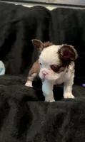 Rojo tan fluffy panda boy, a male French Bulldog for sale in Spokane, WA – Photo 4 of 7