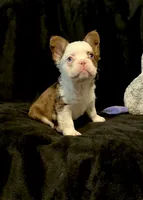Rojo tan fluffy panda boy, a male French Bulldog for sale in Spokane, WA – Photo 2 of 7