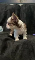 Rojo tan fluffy panda boy, a male French Bulldog for sale in Spokane, WA – Photo 3 of 7