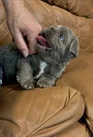 Dusty , a female French Bulldog for sale in Spokane, WA – 3 of 3