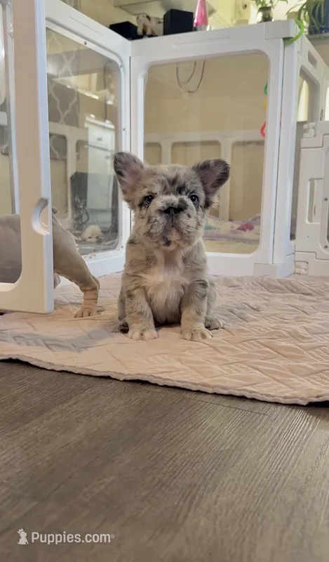 Blue fluffy bigrope, a female French Bulldog for sale in Spokane, WA – 1 of 5