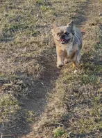 Fancy retired adult, a female French Bulldog for sale in Spokane, WA – 4 of 5