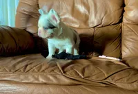 Fluffy merle koi boy, a female French Bulldog for sale in Spokane, WA – 4 of 5